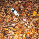 Illustration for article titled Shooting Challenge Fall Leaves Gallery 4